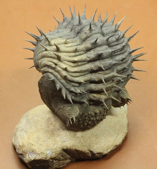 ”らしい”ポージング!防御態勢を取っている、ドロトプス・アルマータス(Drorops armatus)(その7)
