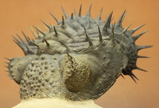 ”らしい”ポージング!防御態勢を取っている、ドロトプス・アルマータス(Drorops armatus)(その8)