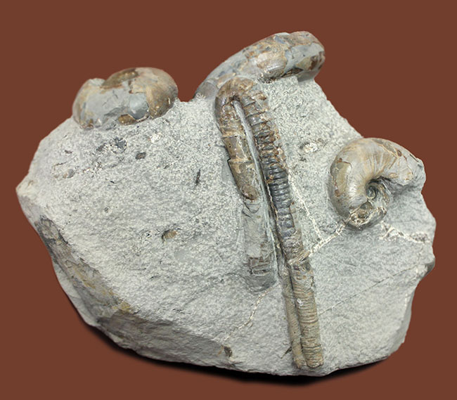 北海道苫前産アンモナイトの群集化石、テトラゴニテス（Tetragonites glabrus）、ポリプチコセラス（Polyptychoceras sp.）（その1）