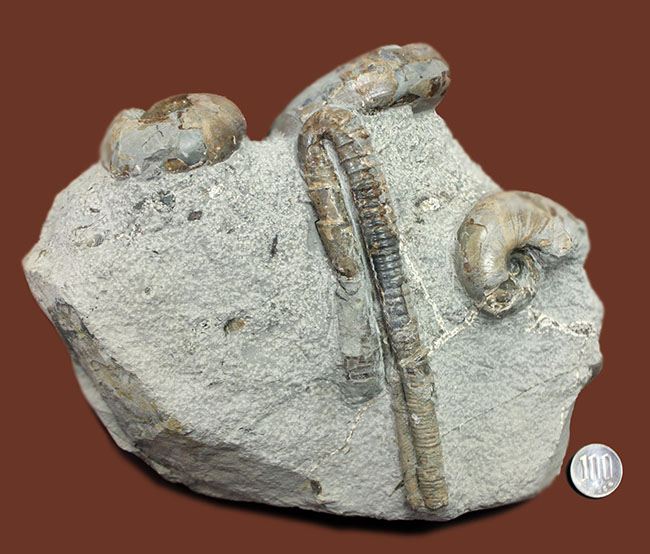 北海道苫前産アンモナイトの群集化石、テトラゴニテス（Tetragonites glabrus）、ポリプチコセラス（Polyptychoceras sp.）（その10）