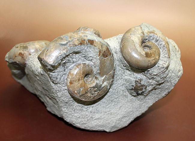 北海道苫前産アンモナイトの群集化石、テトラゴニテス(Tetragonites glabrus)、ポリプチコセラス(Polyptychoceras sp.)(その2)