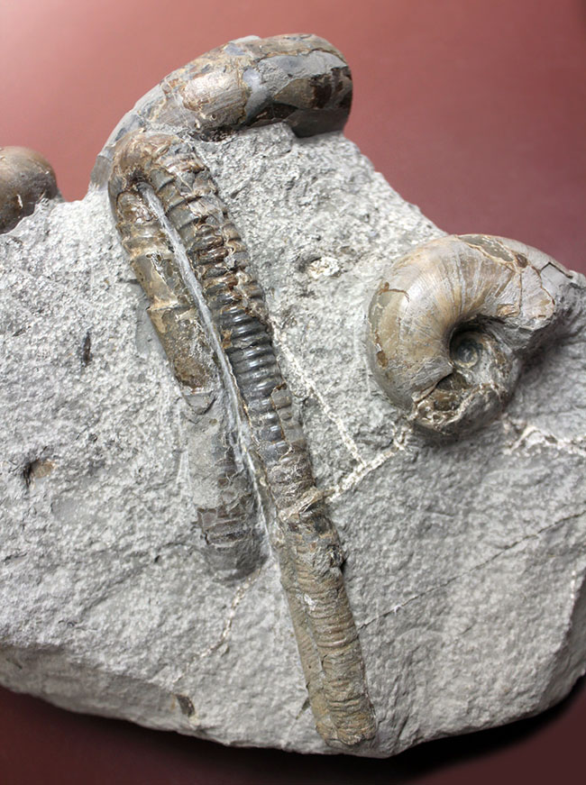 北海道苫前産アンモナイトの群集化石、テトラゴニテス(Tetragonites glabrus)、ポリプチコセラス(Polyptychoceras sp.)(その3)