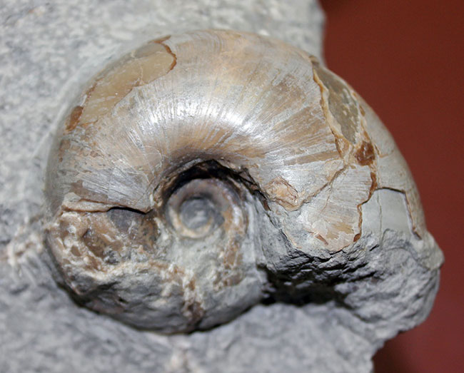 北海道苫前産アンモナイトの群集化石、テトラゴニテス(Tetragonites glabrus)、ポリプチコセラス(Polyptychoceras sp.)(その4)