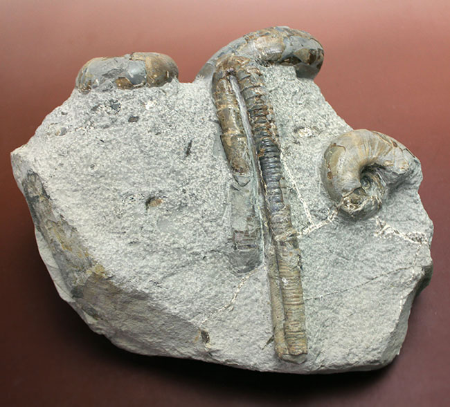 北海道苫前産アンモナイトの群集化石、テトラゴニテス(Tetragonites glabrus)、ポリプチコセラス(Polyptychoceras sp.)(その5)