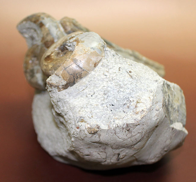 北海道苫前産アンモナイトの群集化石、テトラゴニテス(Tetragonites glabrus)、ポリプチコセラス(Polyptychoceras sp.)(その6)
