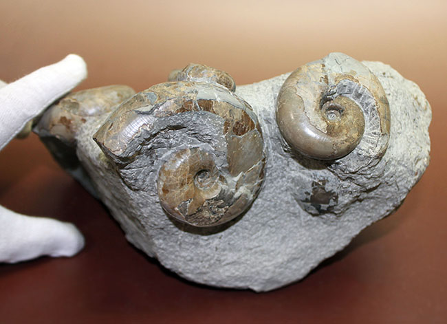 北海道苫前産アンモナイトの群集化石、テトラゴニテス(Tetragonites glabrus)、ポリプチコセラス(Polyptychoceras sp.)(その7)