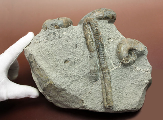 北海道苫前産アンモナイトの群集化石、テトラゴニテス(Tetragonites glabrus)、ポリプチコセラス(Polyptychoceras sp.)(その8)
