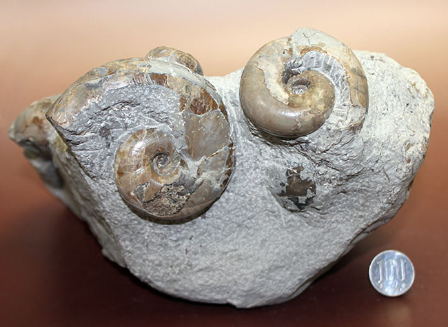 北海道 アンモナイト 綺麗なテトラゴニテス 化石-