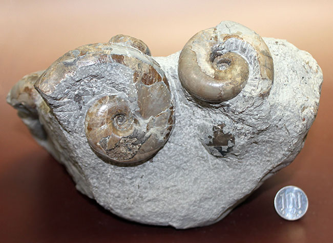 北海道苫前産アンモナイトの群集化石、テトラゴニテス(Tetragonites glabrus)、ポリプチコセラス(Polyptychoceras sp.)(その9)