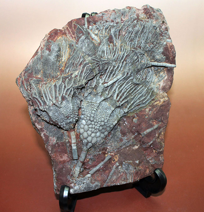 チャンスプライス!モロッコ産絶滅ウミユリ、サイフォクリナス・エレガンス(Scyphocrinus elegans)の化石(その1)