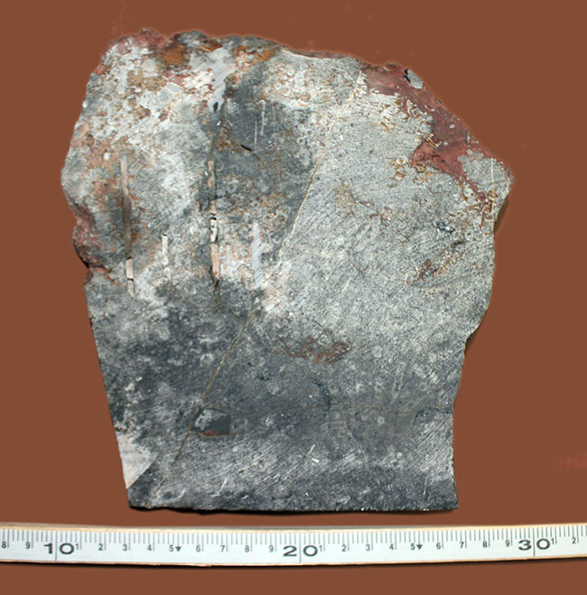 チャンスプライス!モロッコ産絶滅ウミユリ、サイフォクリナス・エレガンス(Scyphocrinus elegans)の化石(その12)