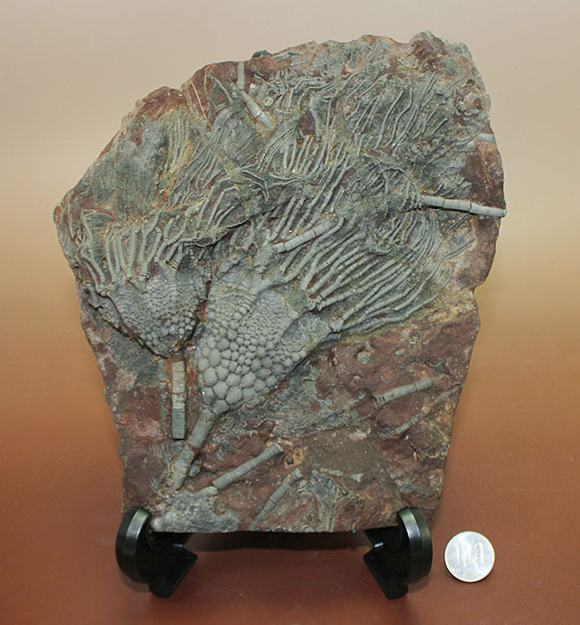 チャンスプライス!モロッコ産絶滅ウミユリ、サイフォクリナス・エレガンス(Scyphocrinus elegans)の化石(その13)