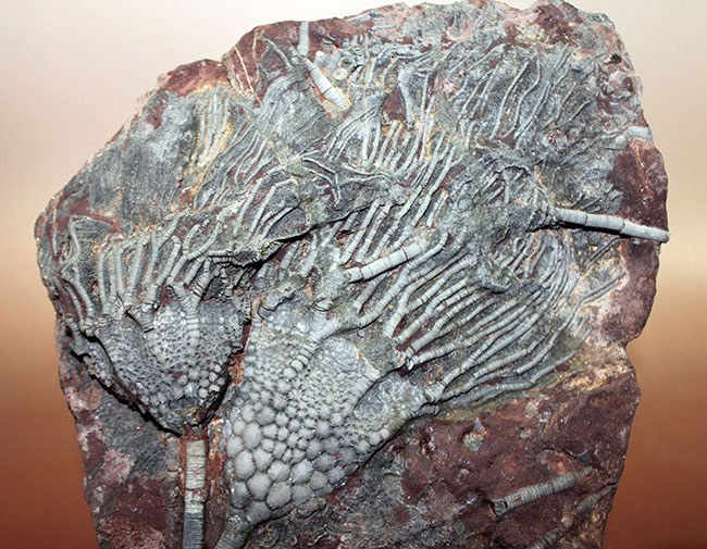 チャンスプライス!モロッコ産絶滅ウミユリ、サイフォクリナス・エレガンス(Scyphocrinus elegans)の化石(その2)