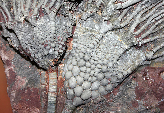 チャンスプライス!モロッコ産絶滅ウミユリ、サイフォクリナス・エレガンス(Scyphocrinus elegans)の化石(その3)