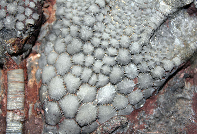 チャンスプライス!モロッコ産絶滅ウミユリ、サイフォクリナス・エレガンス(Scyphocrinus elegans)の化石(その4)