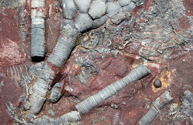 チャンスプライス!モロッコ産絶滅ウミユリ、サイフォクリナス・エレガンス(Scyphocrinus elegans)の化石(その5)