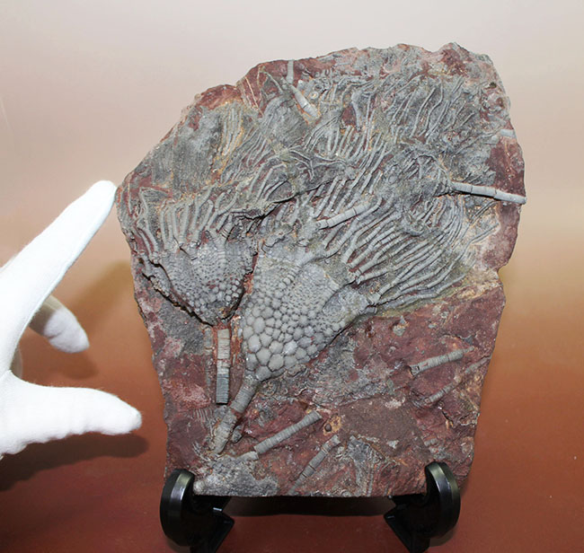 チャンスプライス!モロッコ産絶滅ウミユリ、サイフォクリナス・エレガンス(Scyphocrinus elegans)の化石(その6)