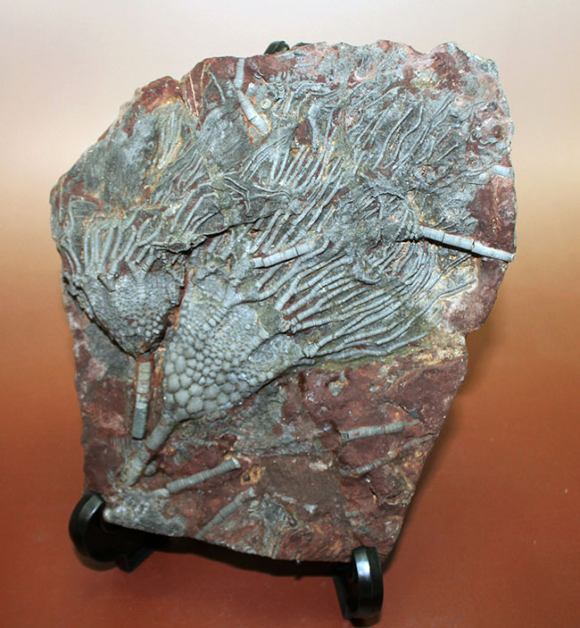 チャンスプライス!モロッコ産絶滅ウミユリ、サイフォクリナス・エレガンス(Scyphocrinus elegans)の化石(その7)