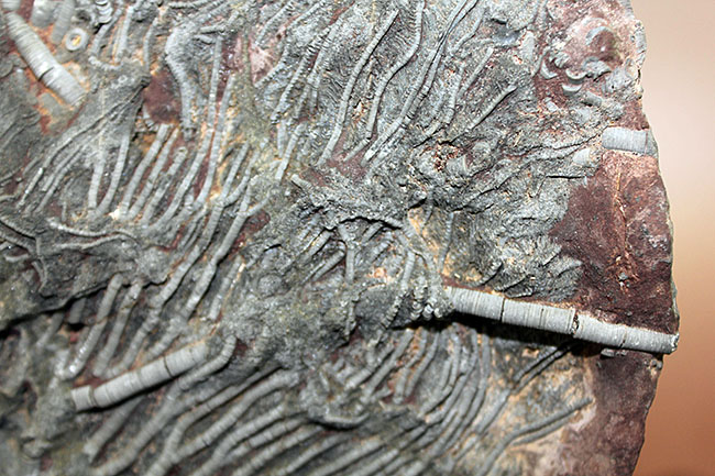 チャンスプライス!モロッコ産絶滅ウミユリ、サイフォクリナス・エレガンス(Scyphocrinus elegans)の化石(その8)