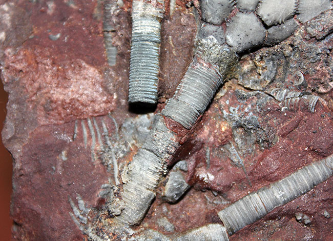 チャンスプライス!モロッコ産絶滅ウミユリ、サイフォクリナス・エレガンス(Scyphocrinus elegans)の化石(その9)
