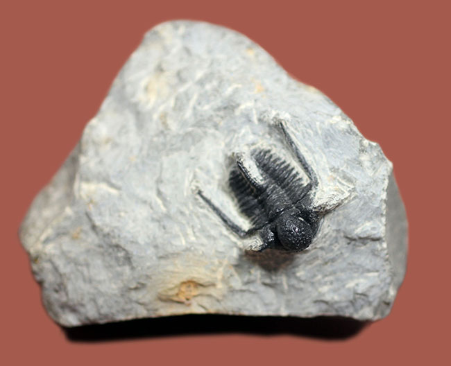 特徴的な3本の棘で知られるモロッコ産三葉虫キファスピスの上質標本。（その12）