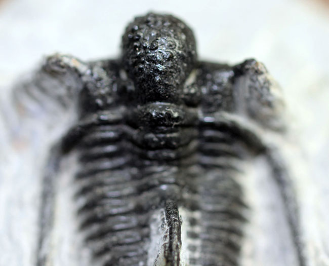 特徴的な3本の棘で知られるモロッコ産三葉虫キファスピスの上質標本