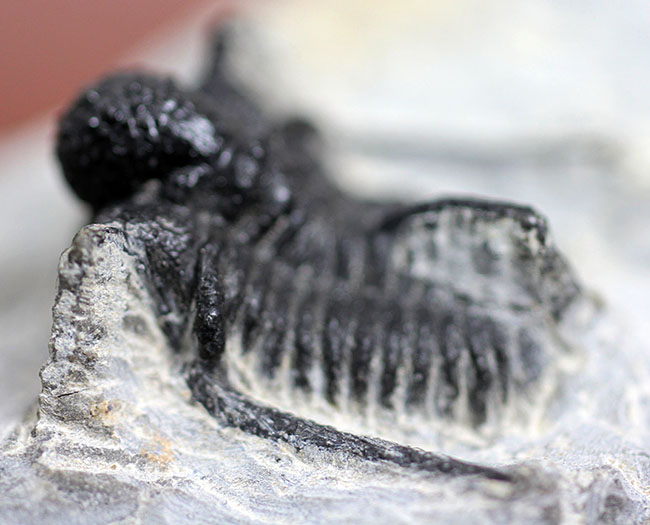 三葉虫 化石 キファスピス モロッコ産 特徴的な3本の棘で知られるモロッコ産三葉虫キファスピスの上質