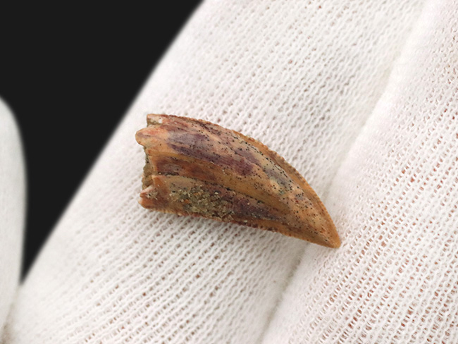 レア！ナチュラル！セレーションが残存！小型獣脚類、ラプトル（Raptor