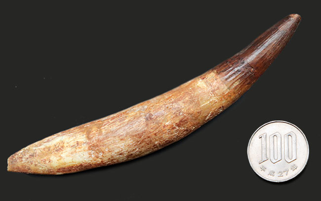 カーブ計測13センチ!歯根が残存したスピノサウルス(Spinosaurus)の美しい歯化石(その10)