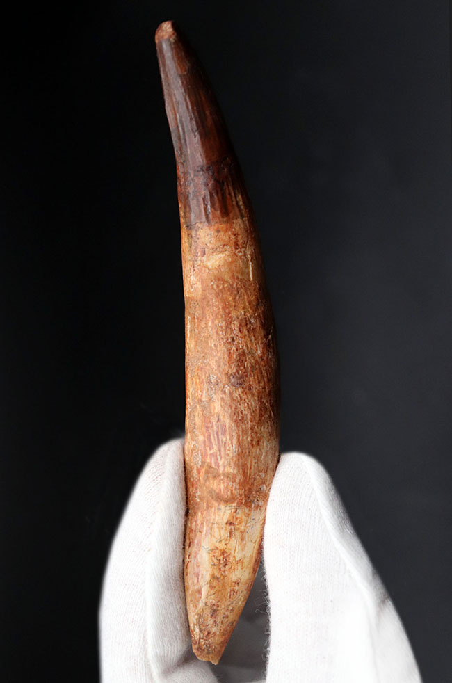 カーブ計測13センチ!歯根が残存したスピノサウルス(Spinosaurus)の美しい歯化石(その2)