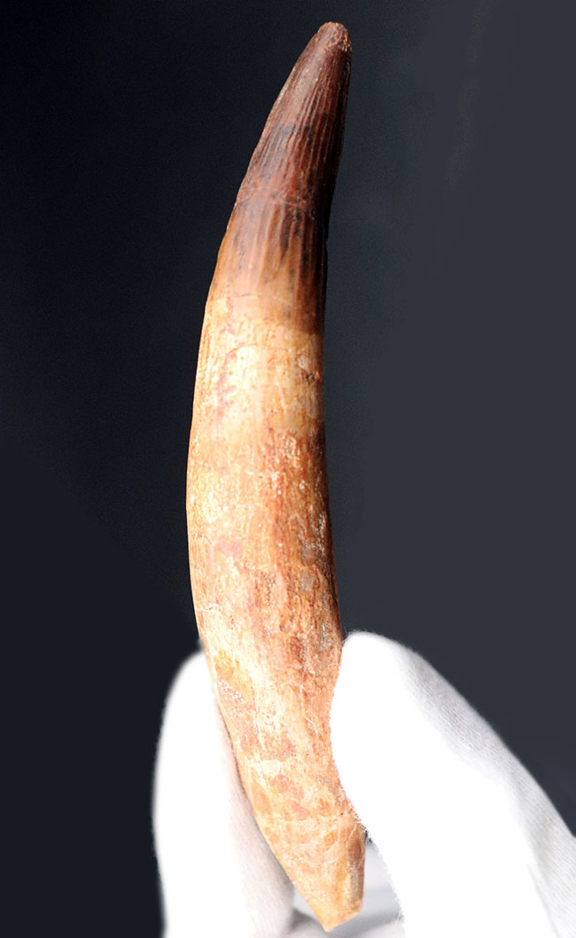 カーブ計測13センチ!歯根が残存したスピノサウルス(Spinosaurus)の美しい歯化石(その3)
