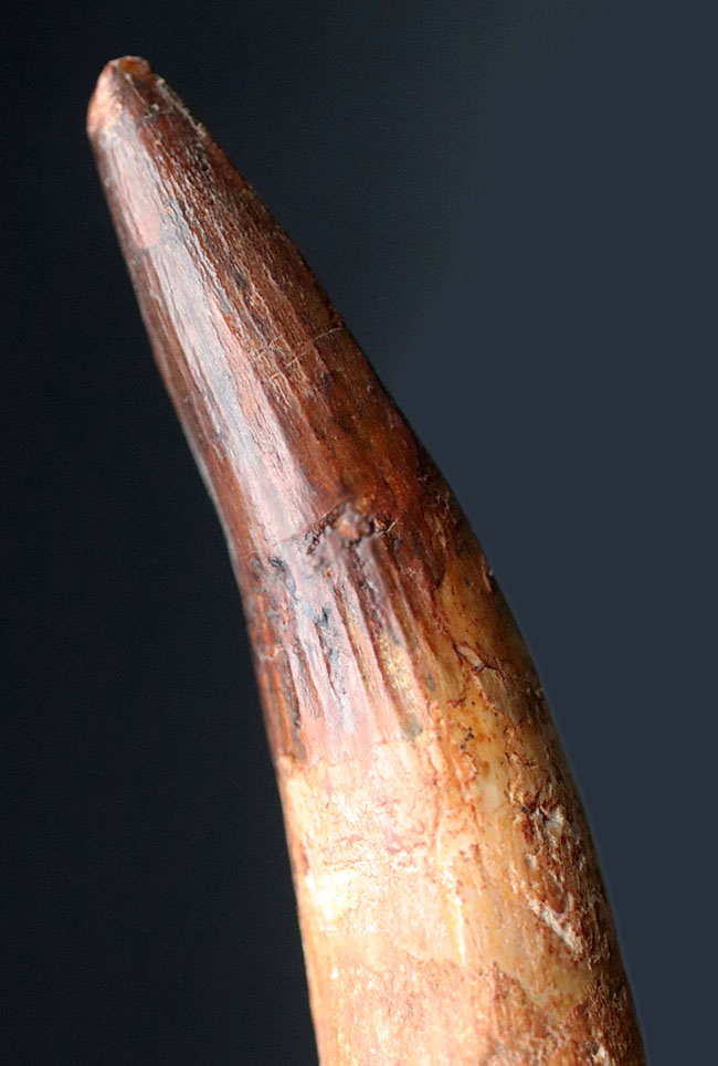 カーブ計測13センチ!歯根が残存したスピノサウルス(Spinosaurus)の美しい歯化石(その4)