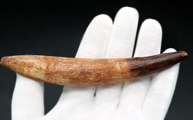 カーブ計測13センチ!歯根が残存したスピノサウルス(Spinosaurus)の美しい歯化石(その6)