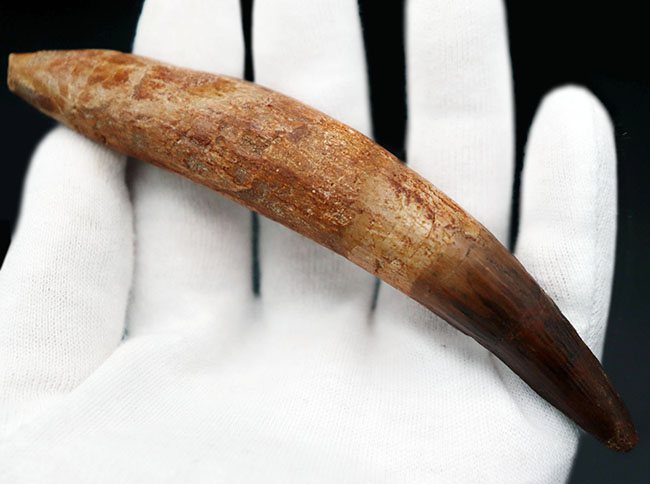 カーブ計測13センチ!歯根が残存したスピノサウルス(Spinosaurus)の美しい歯化石(その7)
