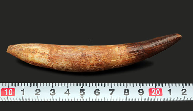 カーブ計測13センチ!歯根が残存したスピノサウルス(Spinosaurus)の美しい歯化石(その9)