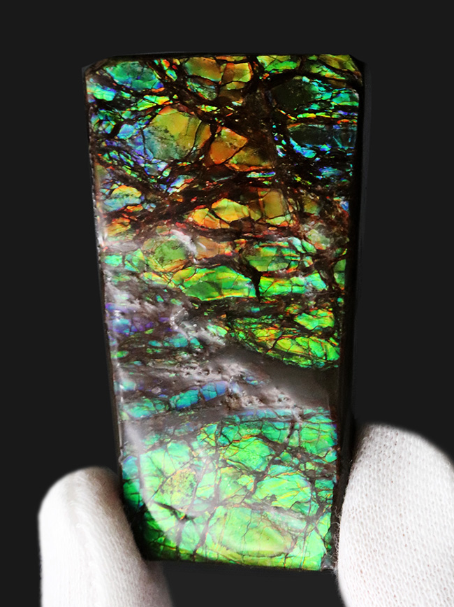 新緑の季節にぴったり！目の醒めるような鮮やかなグリーンを呈する、アンモ”ラ”イト（Ammolite）のピース（その1）