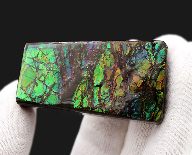 新緑の季節にぴったり！目の醒めるような鮮やかなグリーンを呈する、アンモ”ラ”イト（Ammolite）のピース（その4）