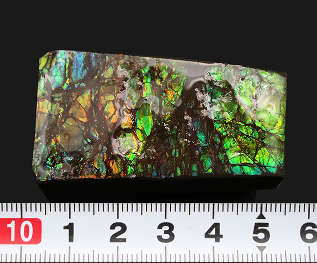 新緑の季節にぴったり！目の醒めるような鮮やかなグリーンを呈する、アンモ”ラ”イト（Ammolite）のピース（その8）