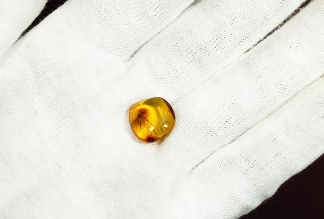 パーフェクトなアシナガバエが内包されたバルト海産の琥珀（Amber）。厳選品。（その6）
