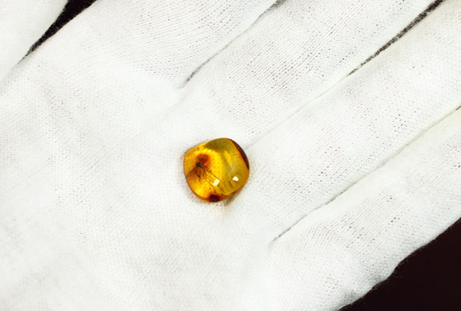 パーフェクトなアシナガバエが内包されたバルト海産の琥珀(Amber)。厳選品。(その6)