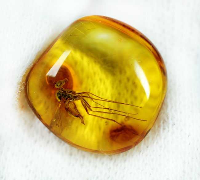 パーフェクトなアシナガバエが内包されたバルト海産の琥珀（Amber）。厳選品。（その7）