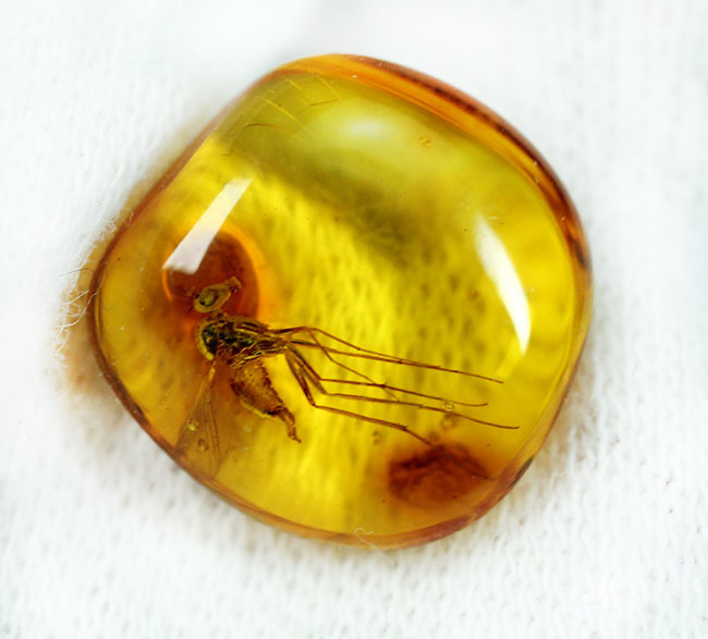 パーフェクトなアシナガバエが内包されたバルト海産の琥珀(Amber)。厳選品。(その7)