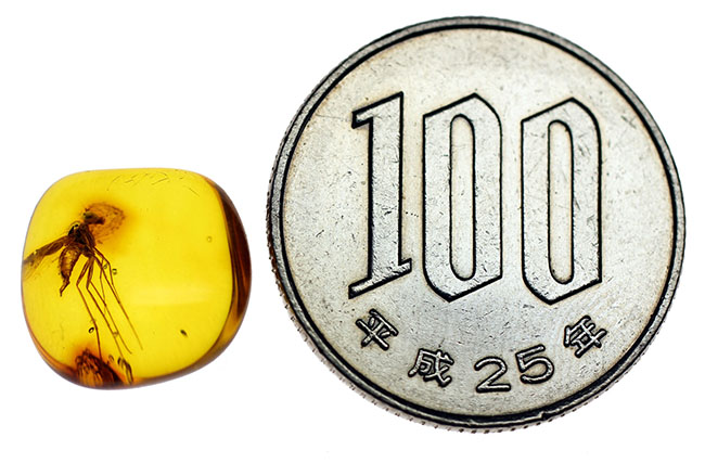 パーフェクトなアシナガバエが内包されたバルト海産の琥珀(Amber)。厳選品。(その8)