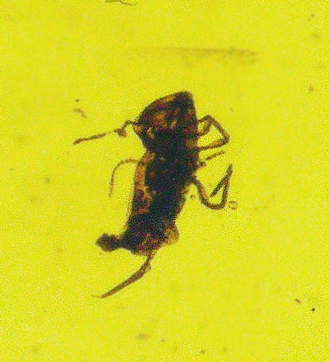 抜群の透明度、煌々と琥珀色に輝く!古代の虫を内包した琥珀のペンダントトップ(シルバーチェーン&高級ジュエリーケース付き)(その2)