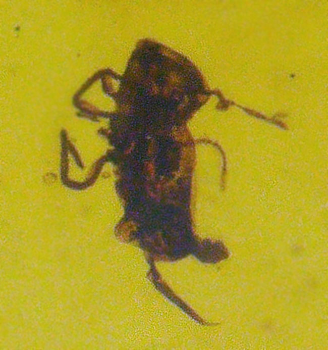 抜群の透明度、煌々と琥珀色に輝く！古代の虫を内包した琥珀の