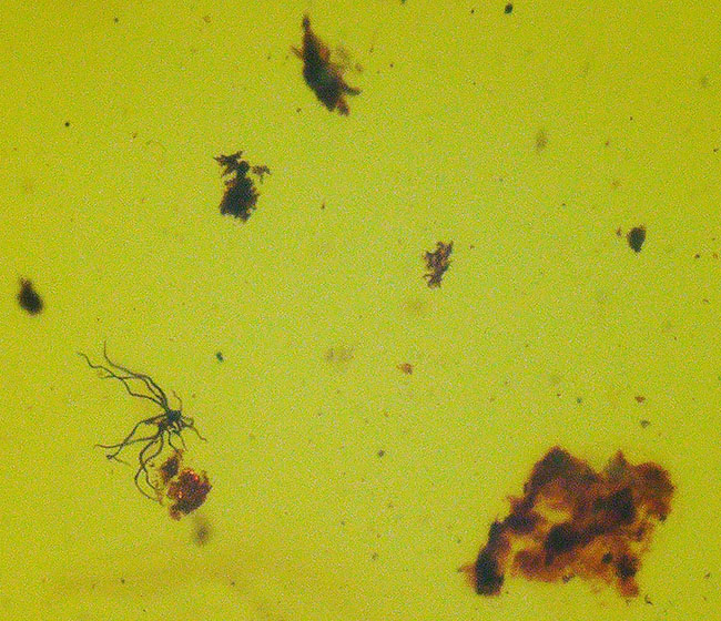 抜群の透明度、煌々と琥珀色に輝く!古代の虫を内包した琥珀のペンダントトップ(シルバーチェーン&高級ジュエリーケース付き)(その6)