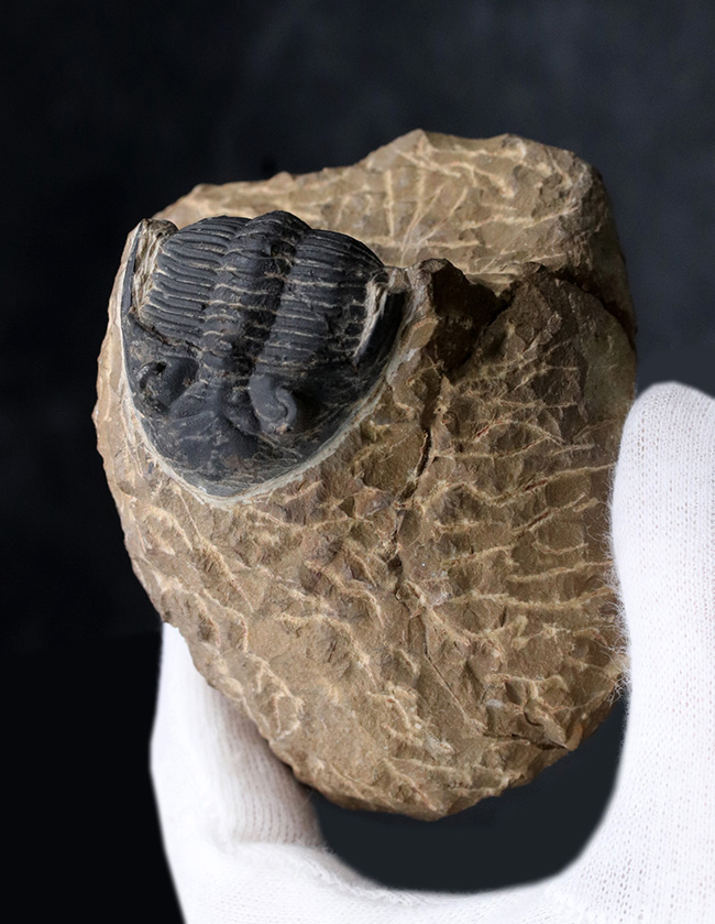複眼保存状態良好！ファコプス目の典型的な三葉虫の一つ、メタカンティナ（Metacanthina）の上質化石（その1）