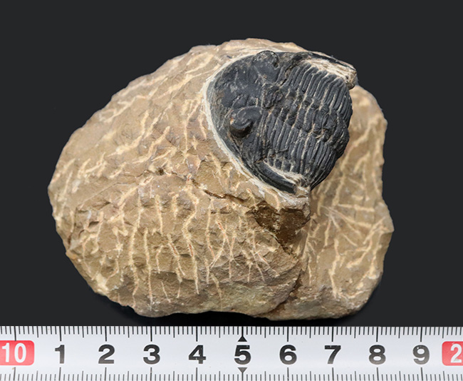 複眼保存状態良好！ファコプス目の典型的な三葉虫の一つ、メタカンティナ（Metacanthina）の上質化石（その10）