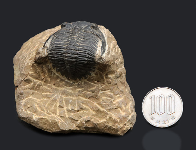 複眼保存状態良好！ファコプス目の典型的な三葉虫の一つ、メタカンティナ（Metacanthina）の上質化石（その11）