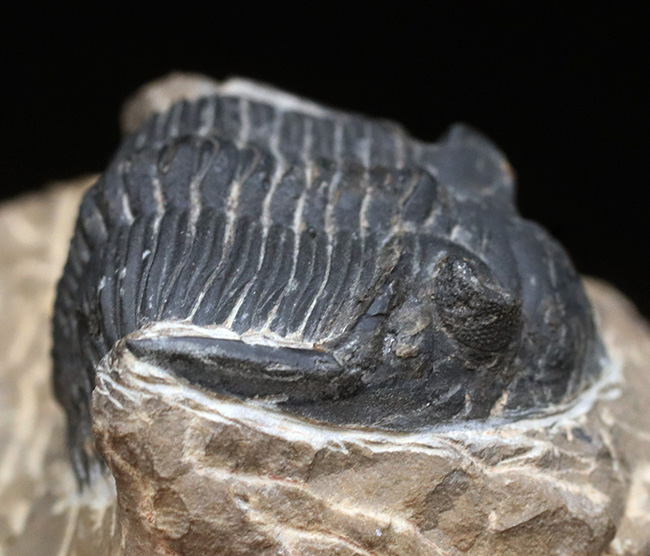 複眼保存状態良好!ファコプス目の典型的な三葉虫の一つ、メタカンティナ(Metacanthina)の上質化石(その2)
